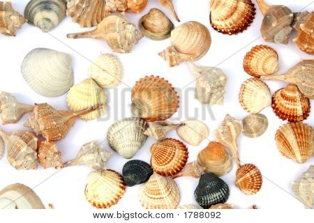 Conchas
