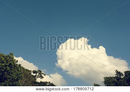 Blue Sky With Some Cloud and Tree Tips