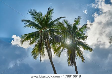 Palms View From The Bottom