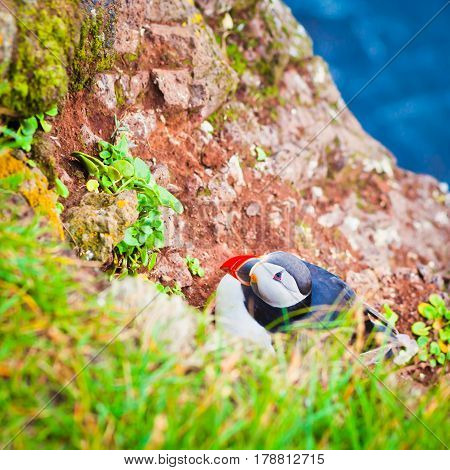 Atlantic Puffin on Latrabjarg Cape, Vestfirdir, Iceland.