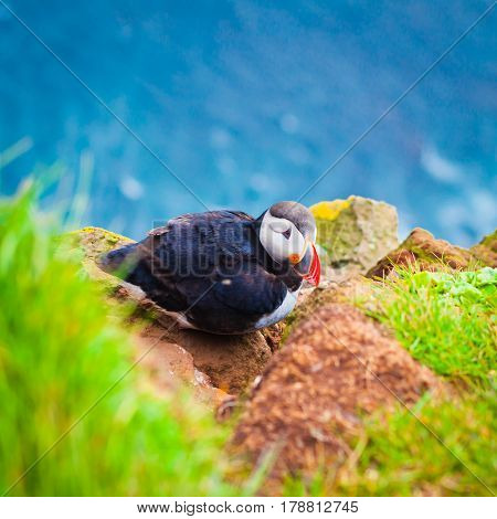Atlantic Puffin on Latrabjarg Cape, Vestfirdir, Iceland.