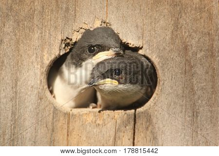 Pair of Baby Tree Swallows (tachycineta bicolor) looking out of a bird house