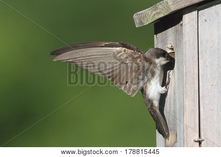 Female Tree Swallow (tachycineta bicolor) bringing food to the nest