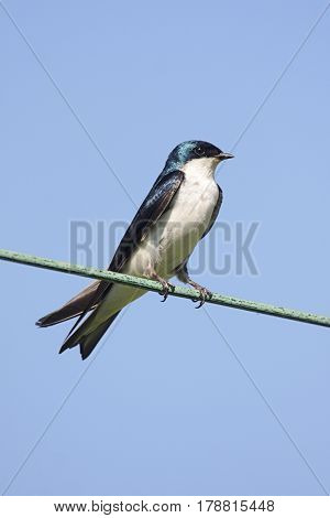 Tree Swallow (tachycineta bicolor) on a wire with a blue sky background