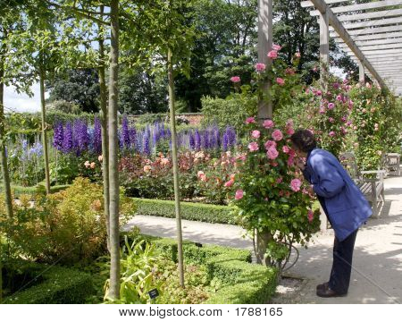 Delphiniums ที่ Alnwick Garden