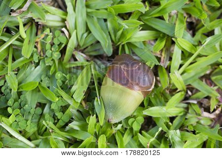 A very young undeveloped coconut fruit laying on the grass