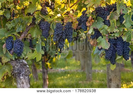 ripe Pinot Noir grapes in vineyard at sunset