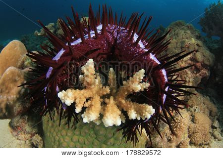 Crown-of-thorns Starfish eats coral and destroys reef