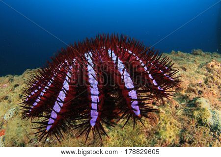 Crown-of-thorns Starfish eats coral and destroys reef