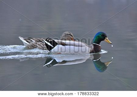 Pair of Mallard Ducks swimming together in water