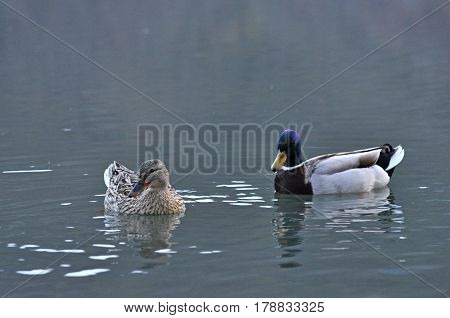 Pair of Mallard Ducks swimming together in water