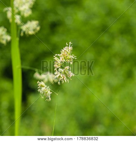 Flowers on Cock's-foot or Cat grass Dactylis glomerata closeup with green bokeh background selective focus shallow DOF.