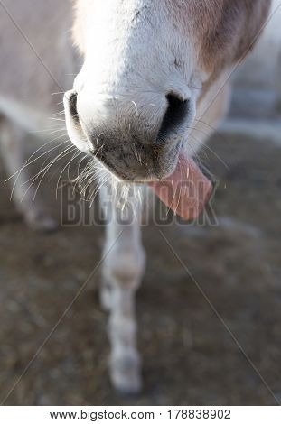 Nose with the ass's tongue on the farm