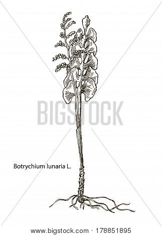 Vector images of medicinal plants. Detailed botanical illustration for your design. Biological additives are. Healthy lifestyle. Lunaria