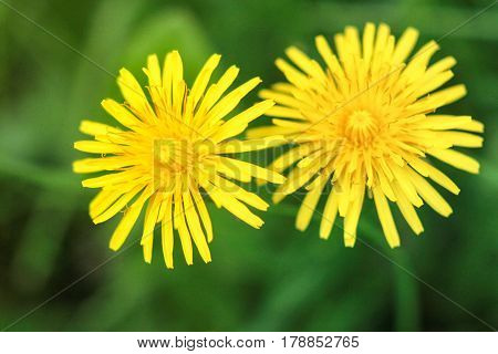 Beautiful yellow dandelions on a green background