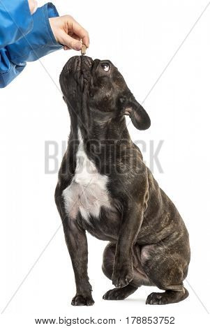 French Bulldog sitting and eating in hand, 18 months old, isolated on white