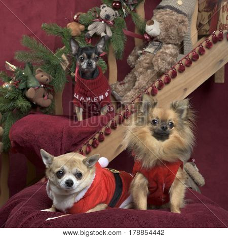 Chihuahuas posing, in christmas decorations
