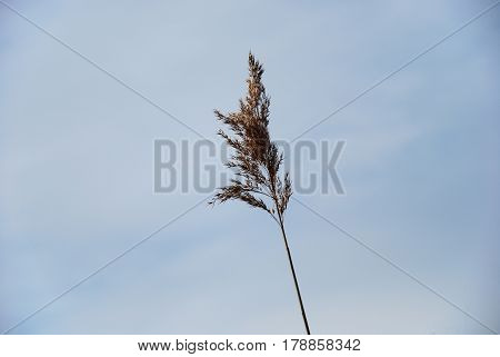 Single dry fluffy reed flower by a blue sky