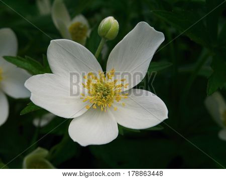 Japanese anemone thimbleweed windflower. Pastel pink flower on black background. Closeup Anemone hupehensis.
