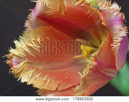 Terry fringed pink tulip. Pink tulip fringed with white ragged edgesTerry colored tulip on a black background macro