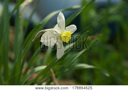 Lovely field with bright yellow and white daffodils (Narcissus). Shallow dof and natural light.