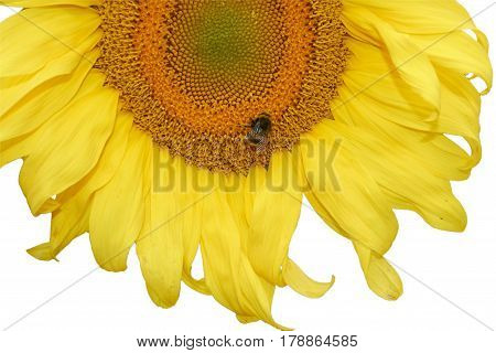 close up of bee Collects nectar on sunflower sumer sunny day isolated
