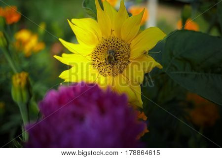 close up of bee Collects nectar on sunflower sumer sunny day