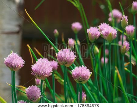 Chive onion flowers in a summer garden.