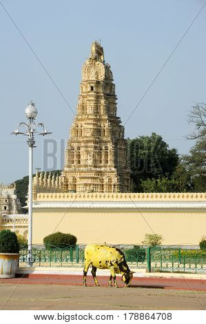 Mysore, India - 23 January 2015: A cow in front of Sri Bhuvaneshwari temple close to Mysore palace on India