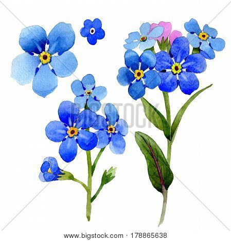Wildflower myosotis arvensis flower in a watercolor style isolated. Full name of the plant: Myosotis arvensis. Aquarelle wild flower for background, texture, wrapper pattern, frame or border.