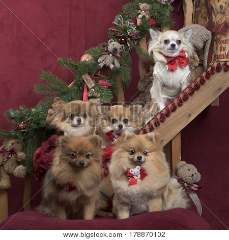 Chihuahuas and german spitz, in christmas decorations