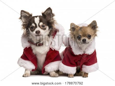 Two chihuahuas in Christmas jacket, isolated on white