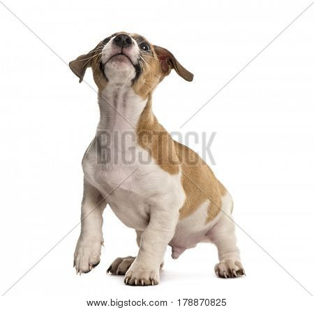 Jack russell standing looking up, isolated on white