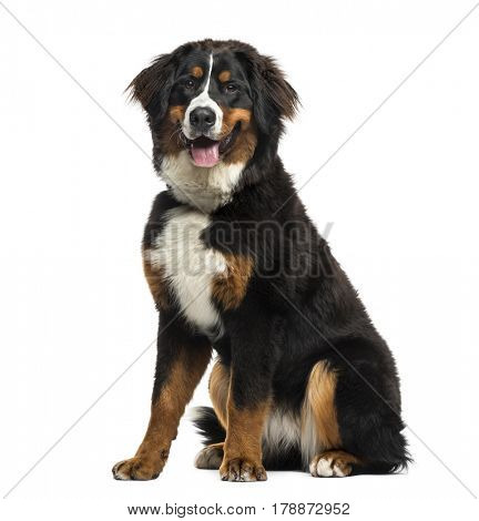 Bernese Mountain Dog sitting, 8 months old, isolated on white