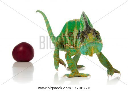 Chamäleon und Plum