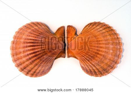 Dvojice mušle hřebenatka oranžové