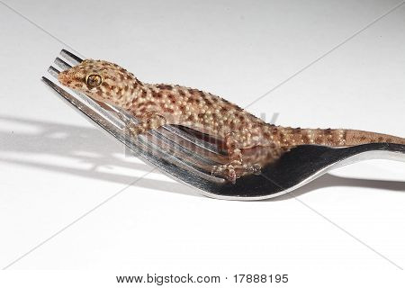 Akdeniz Gecko (Hemidactylus turcicus)