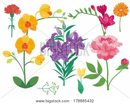 Cartoon petal vintage floral vector bouquet garden flower botanical natural peonies illustration and summer floral greeting card spring blossom. Botany colorful rose flora element decoration.