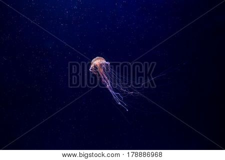 Jellyfish. Marine invertebrates  Scyphozoan class floats in seawater