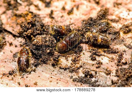 European spruce bark beetles (Ips typographus) shot on Norway spruce.