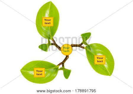 A mental map based on the sprouts of green leaves on a white background
