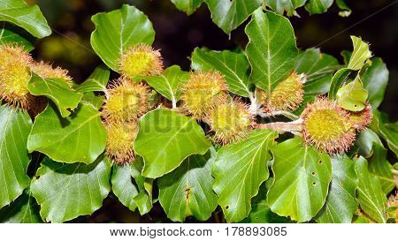 Foliage and nuts of common beech (Fagus sylvatica).
