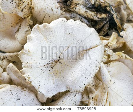 Lentinus Squarrosulus Naturally Grow From Decay Tree Stump
