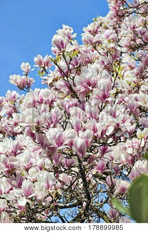 Beautifull Magnolia Tree And Flowers In Easter