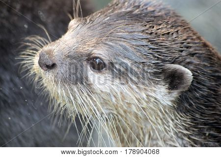 Portrait of the otter, close-up photography of the head
