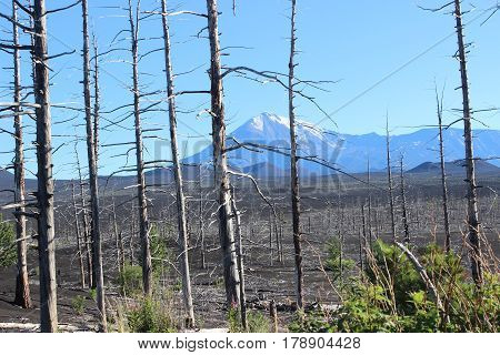 Dead Forest, Tolbachik volcano Kamchatka Russia, sunny day