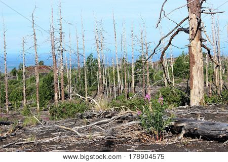 Dead Forest, Tolbachik volcano Kamchatka Russia, sunny day