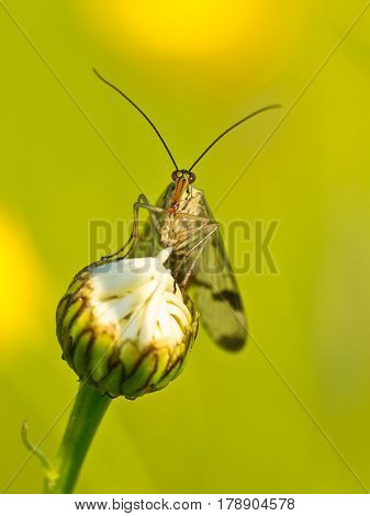 Scorpion Fly Portrait
