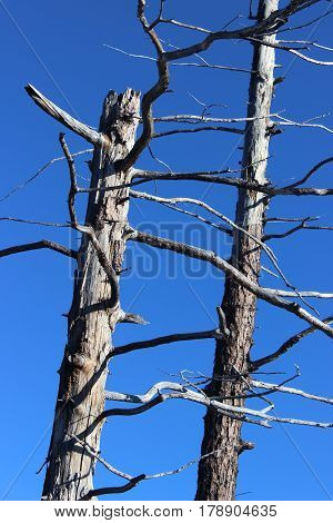 Dead Forest, Tolbachik volcano Kamchatka Russia, sunny day