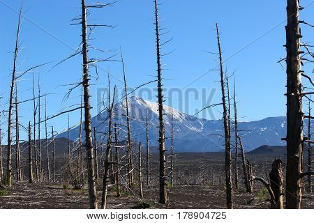 Dead Forest, Tolbachik volcano Kamchatka Russia, sunny day